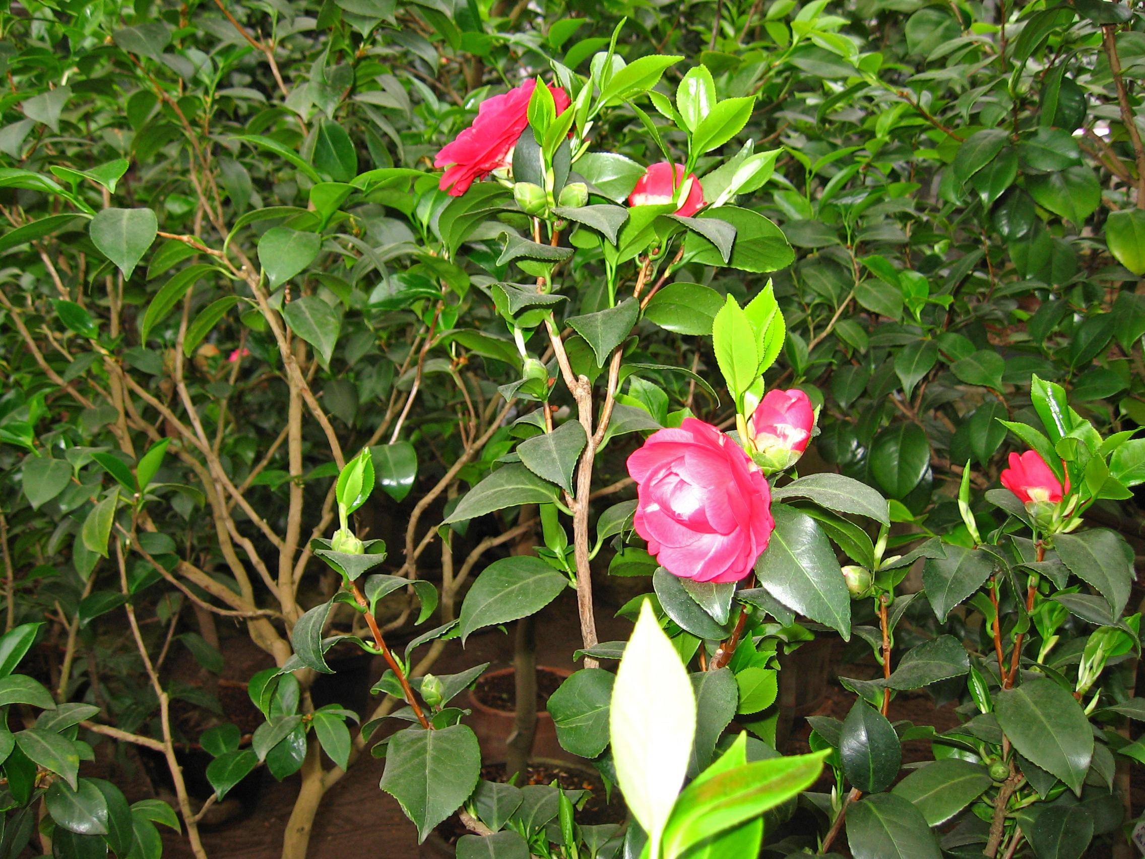 2009-0161